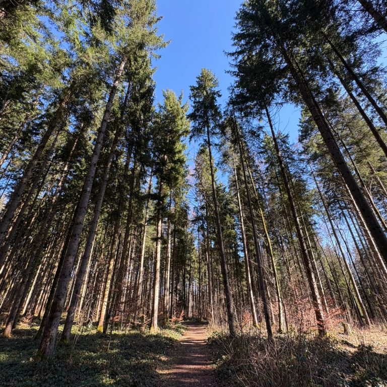 Psychotherapeutische Unterstützung